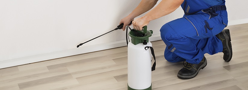Effective Treatments Of Pests Using Insecticides - Care Homes Uk