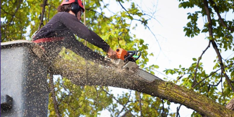 Preventing Tree-Related Property Damage